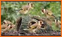 European Goldfinch Bird related image