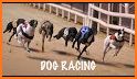 Dog Race Sim 2019: Dog Racing Games related image