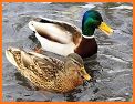 The Duck ID App related image