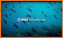 PADI Adventures: book your diving online related image