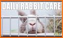 How to Take Care of a Pet Rabbit related image