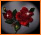 Hermosas flores y rosas Imágenes Gif related image