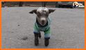 Cute Baby Goat Rescue related image