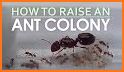 Ant Colony related image