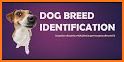 Dog breeds - Smart Identifier related image