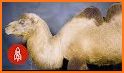 Bactrian Camel related image