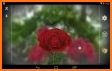 3D Rose Live Wallpaper Free related image