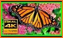 Aesthetic Wallpaper - Monarch Butterfly 3D related image