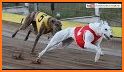 Pet Animal Racing Track related image