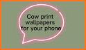 cow print wallpapers related image