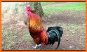 Hen Sound - Chicken Sounds - Rooster Sound related image