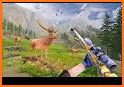 Wild Animal Deer Hunting Adventure Shooting Games related image