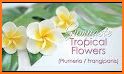 Hawaiian Hibiscus Flower Theme related image