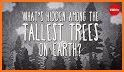 Tallest Tree related image