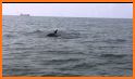 Chesapeake Dolphin Watch related image