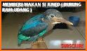 tips cara memberi makan burung liar anakan related image