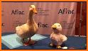 My Special Aflac Duck related image