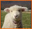 Happy Sheep related image