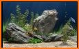 3D Aquarium Live Wallpaper related image