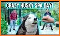 Husky Puppy Spa Salon related image