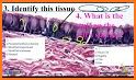 Tissue Quiz - Anatomy & Physiology related image