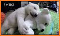 Polar Bear Cub for kids 3-5 related image