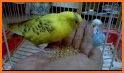 Parakeet Love Keyboard Background related image