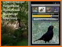 Bird Guide + Quiz Game PRO related image