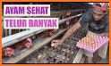 tips cara meningkatkan produksi ayam petelur related image