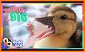 Newborn Baby Duck - Family Rescue story related image