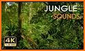 Jungle Live wallpaper HD related image