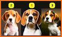 Beagle related image