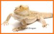 Reptiles Quiz related image