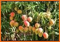 Mango Cultivation Method related image