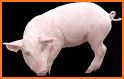 Space Pig Simulator related image