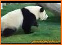 Panda Run - Panda In The World Of Adventures related image