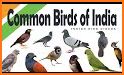 Birds of India related image