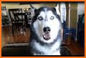 Talking Husky Dog related image