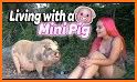 How to Take Care of a Pet Pig related image