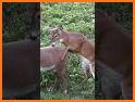 Wild Deer Hunt: Animal Hunting related image