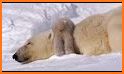 Polar Bear Cub for kids 3-5 related image