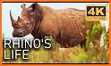 The Rhinoceros related image