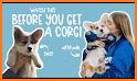 Corgi VPN related image