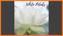 White Petaled Flower Theme related image