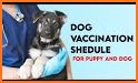 Pet's Vaccination Card related image