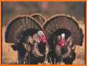 Turkey Calls - Turkey Sounds related image