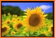 Sunflowers 2 Keyboard Background related image