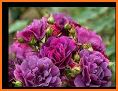 Purple Roses Keyboard Background related image