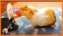 Guinea Pig Puzzle related image