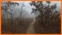 Forest Run related image